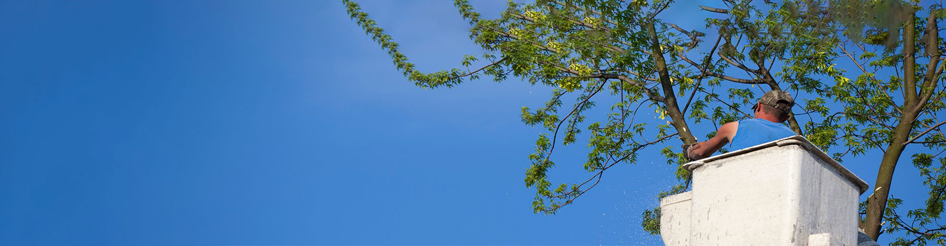 Blog Rawson Tree Services