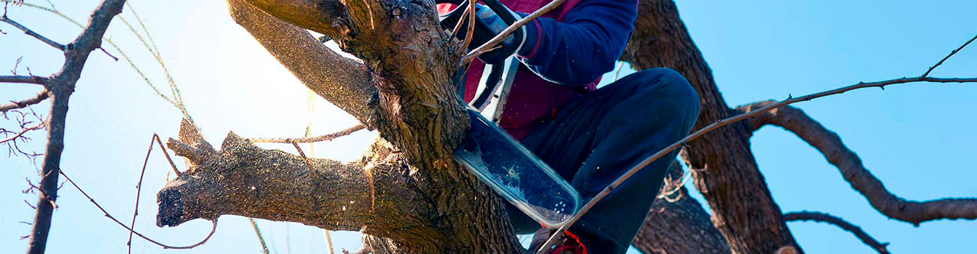 Portfolio Rawson Tree Services