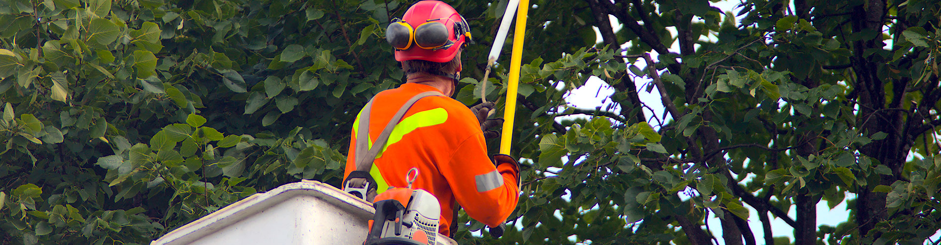 Tree Pruning Rawson Tree Services