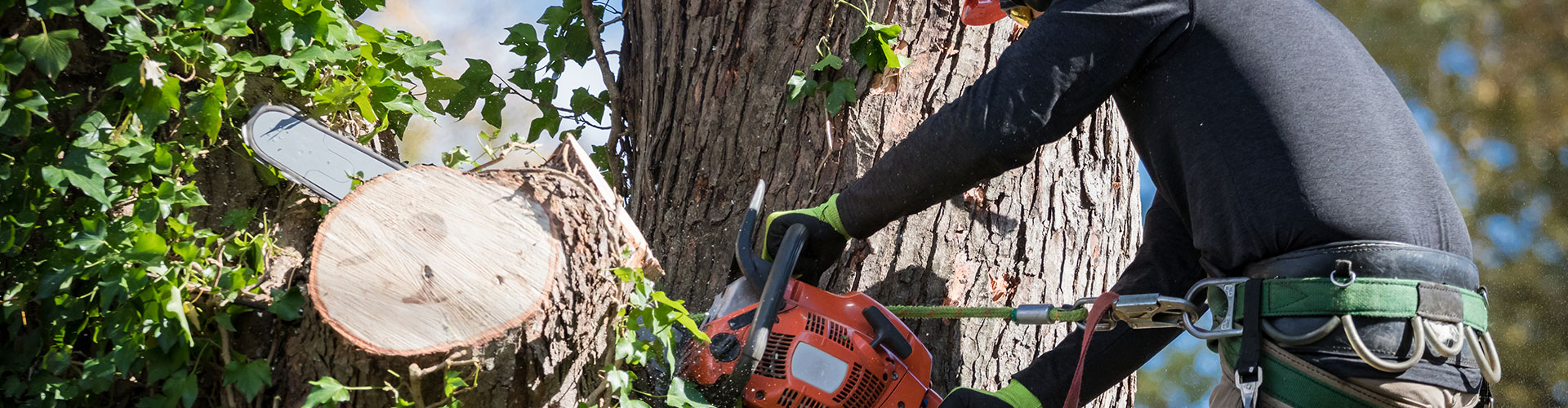Tree Removal Rawson Tree Services