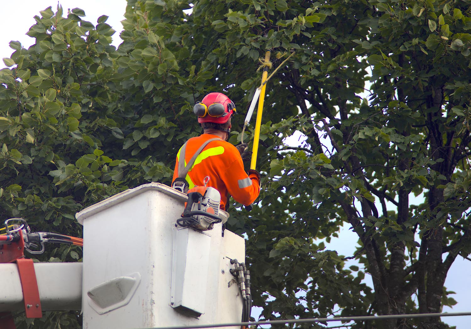 Tree pruning 